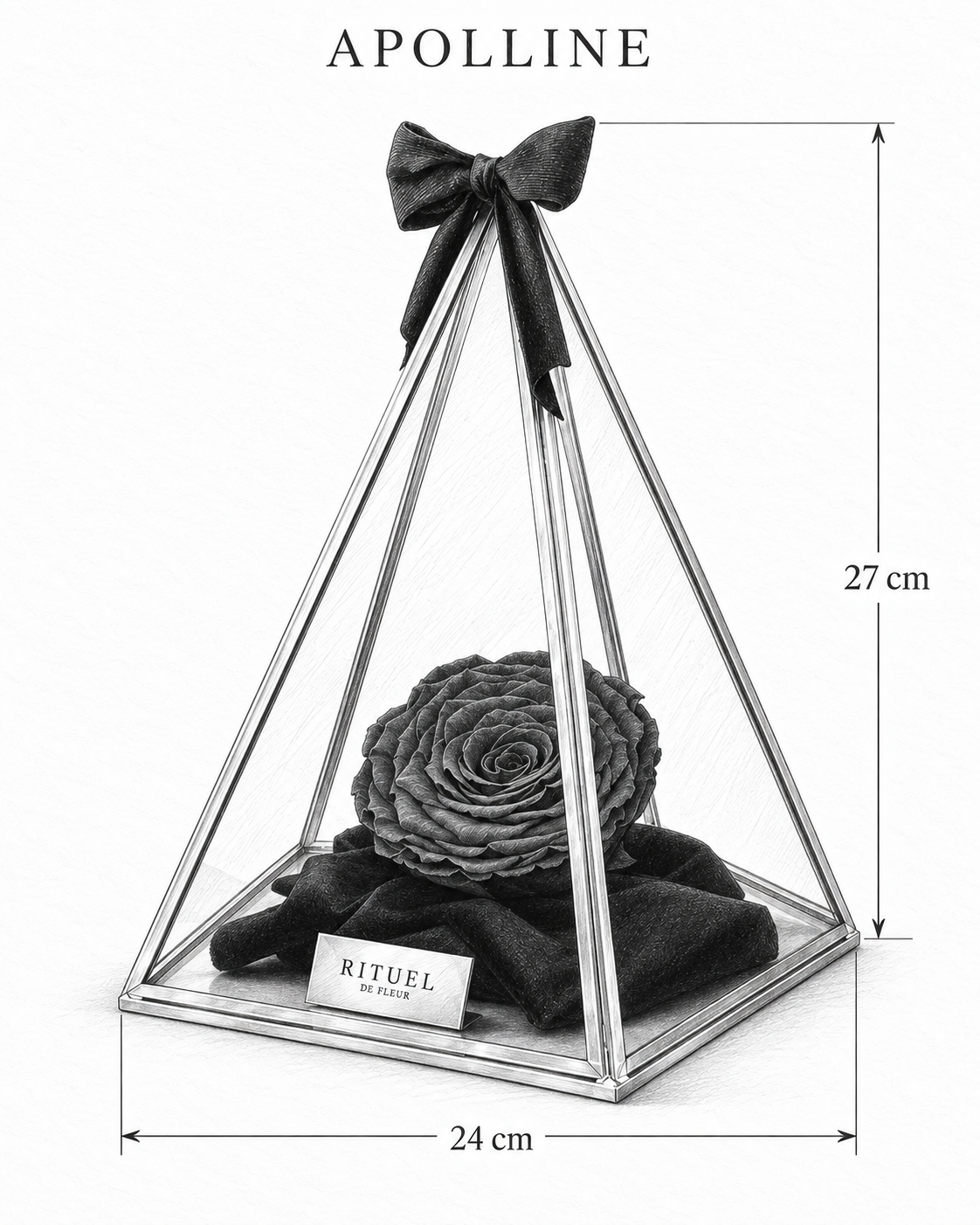 APOLLINE — 24 cm genişlik, 27 cm yükseklik — ölçülü karakalem ürün çizimi