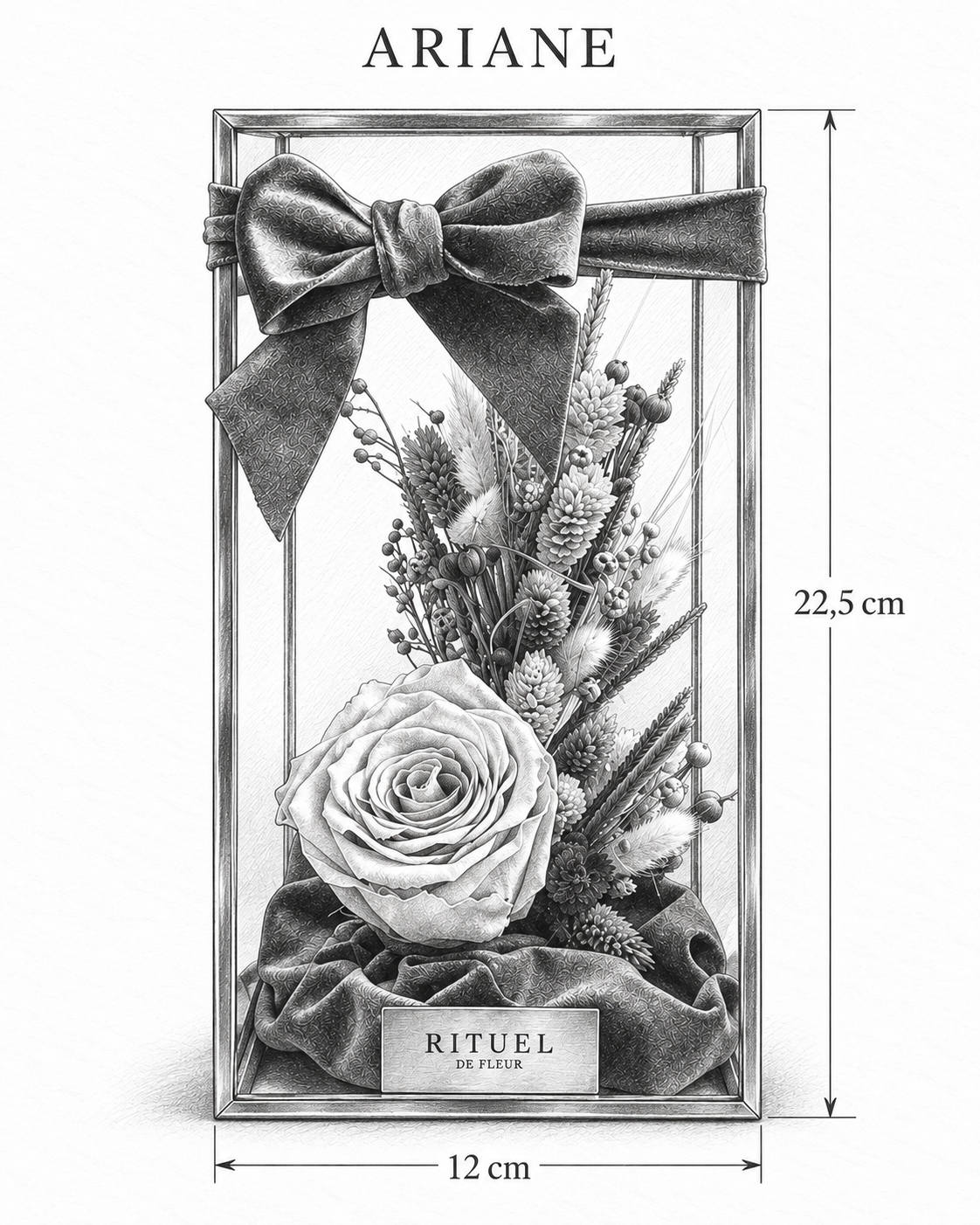 ARIANE — 12 cm genişlik, 22,5 cm yükseklik — ölçülü karakalem ürün çizimi