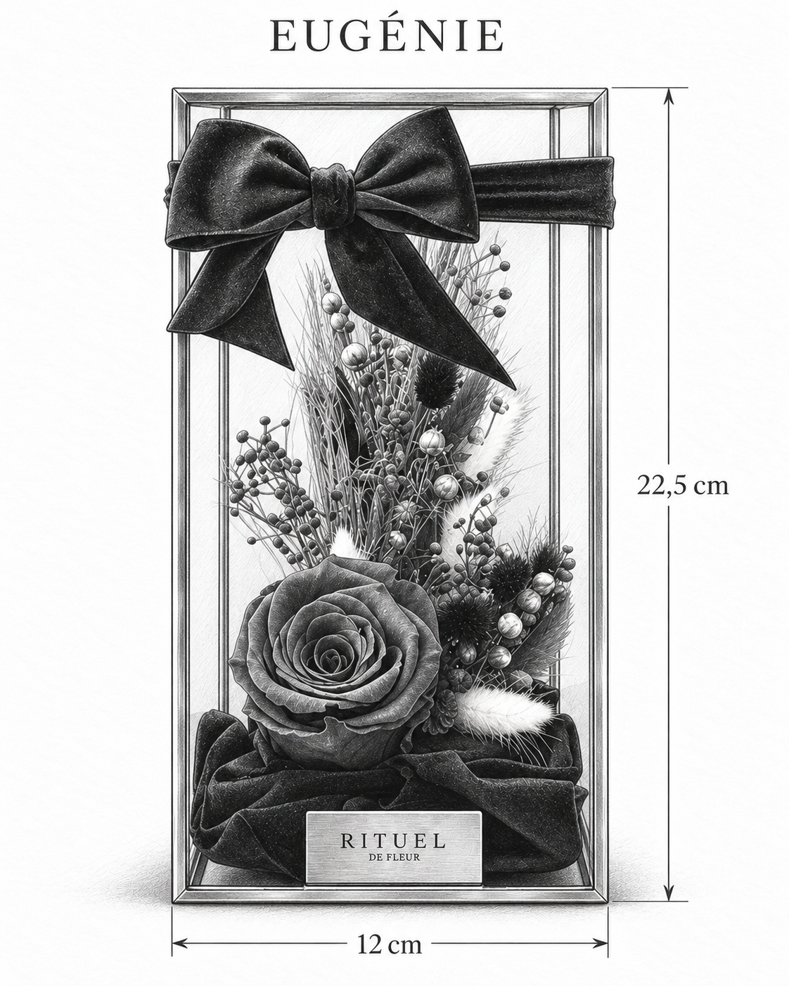 EUGÉNIE — 12 cm genişlik, 22,5 cm yükseklik — ölçülü karakalem ürün çizimi