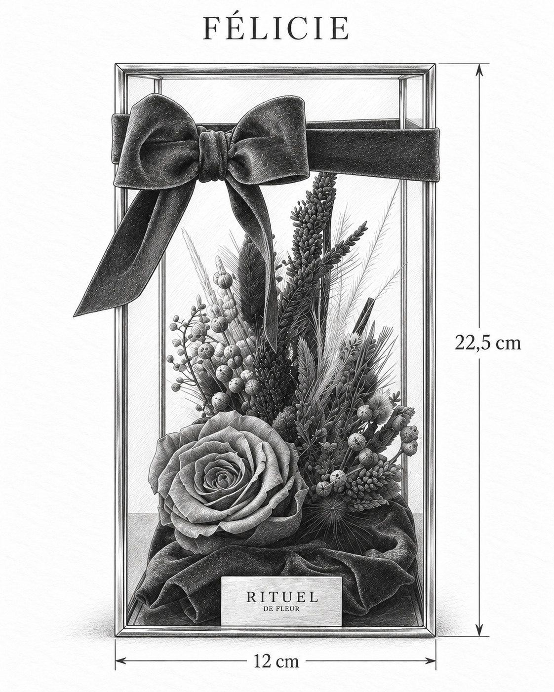 FÉLICIE — 12 cm genişlik, 22,5 cm yükseklik — ölçülü karakalem ürün çizimi