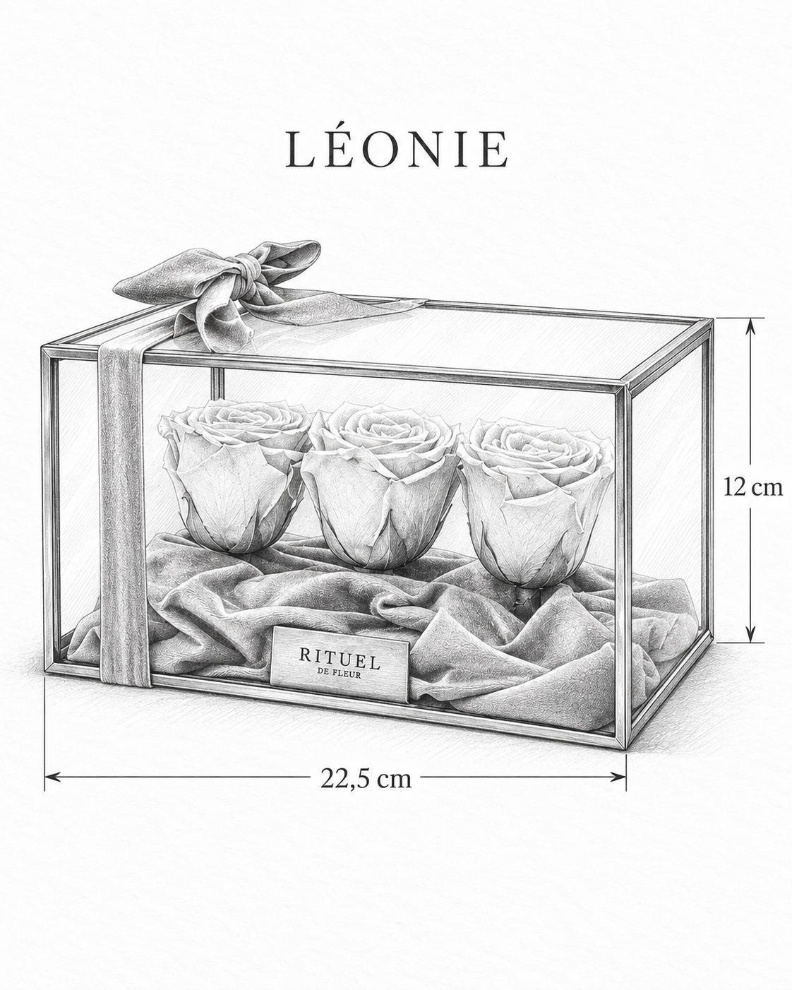 LÉONIE — 22,5 cm genişlik, 12 cm yükseklik — ölçülü karakalem ürün çizimi
