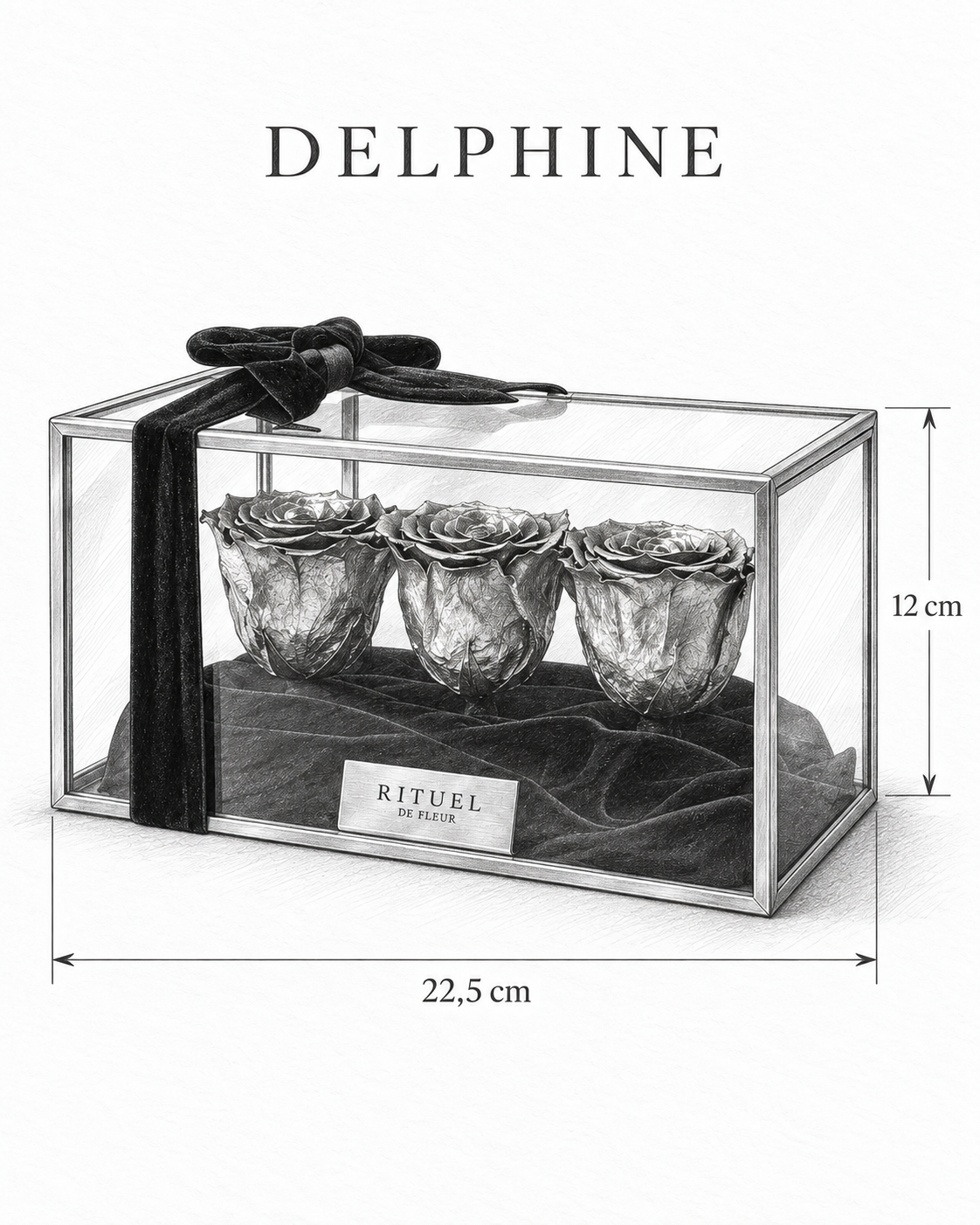 DELPHINE — 22,5 cm genişlik, 12 cm yükseklik — ölçülü karakalem ürün çizimi