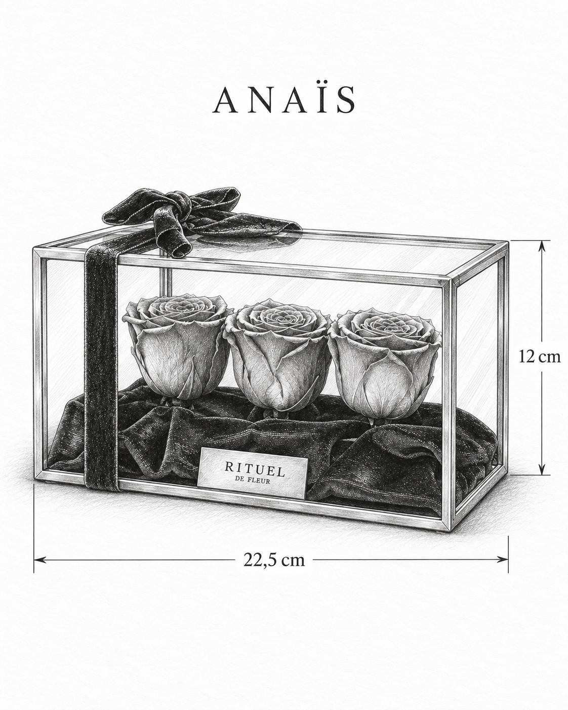 ANAÏS — 22,5 cm genişlik, 12 cm yükseklik — ölçülü karakalem ürün çizimi
