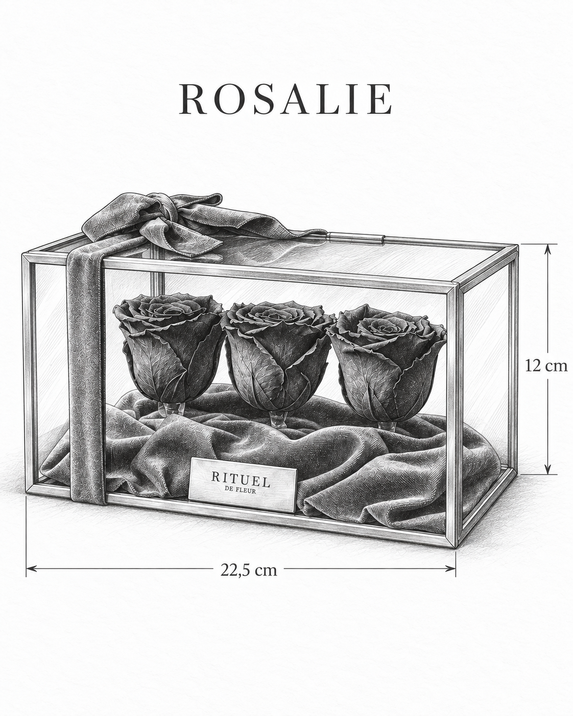 ROSALIE — 22,5 cm genişlik, 12 cm yükseklik — ölçülü karakalem ürün çizimi