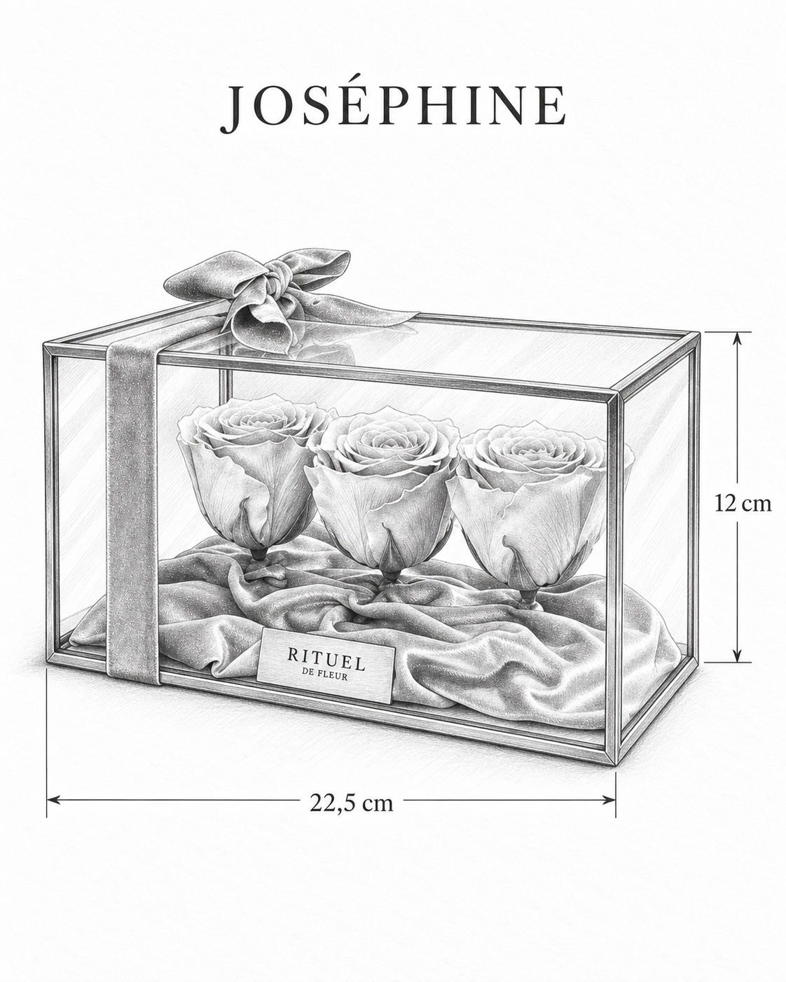 JOSÉPHINE — 22,5 cm genişlik, 12 cm yükseklik — ölçülü karakalem ürün çizimi