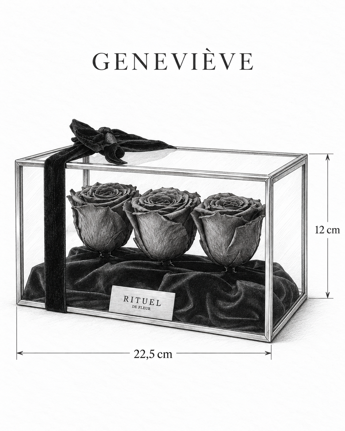 GENEVIÈVE — 22,5 cm genişlik, 12 cm yükseklik — ölçülü karakalem ürün çizimi