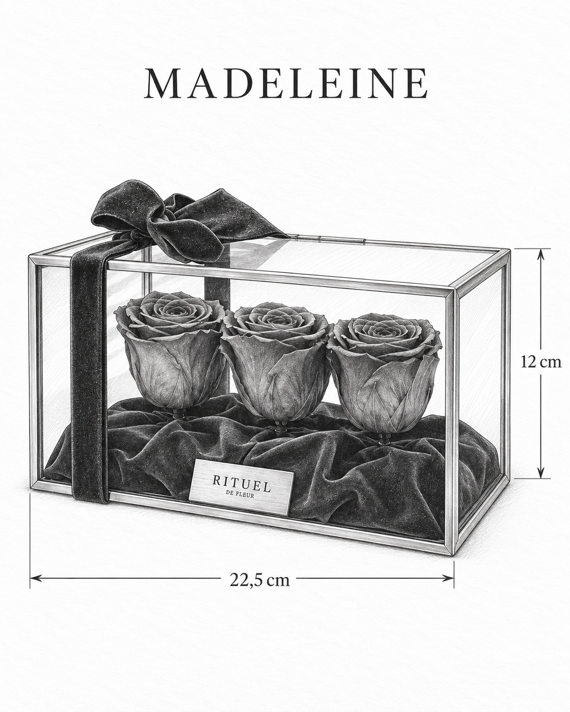 MADELEINE — 22,5 cm genişlik, 12 cm yükseklik — ölçülü karakalem ürün çizimi