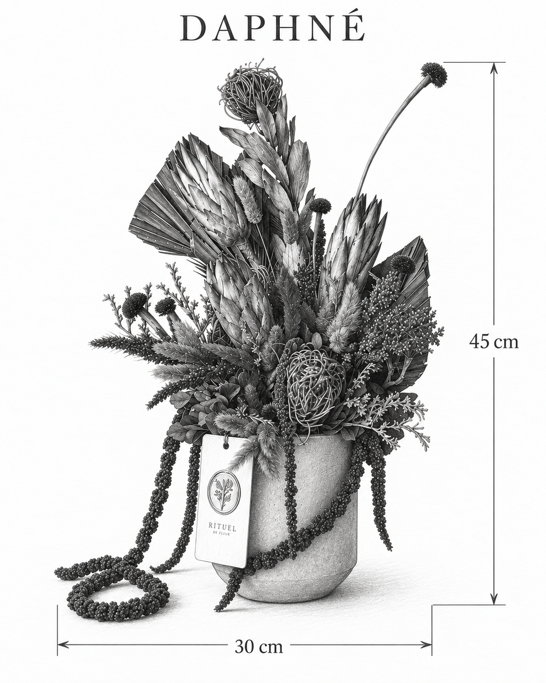 DAPHNÉ — 30 cm genişlik, 45 cm yükseklik — ölçülü karakalem ürün çizimi