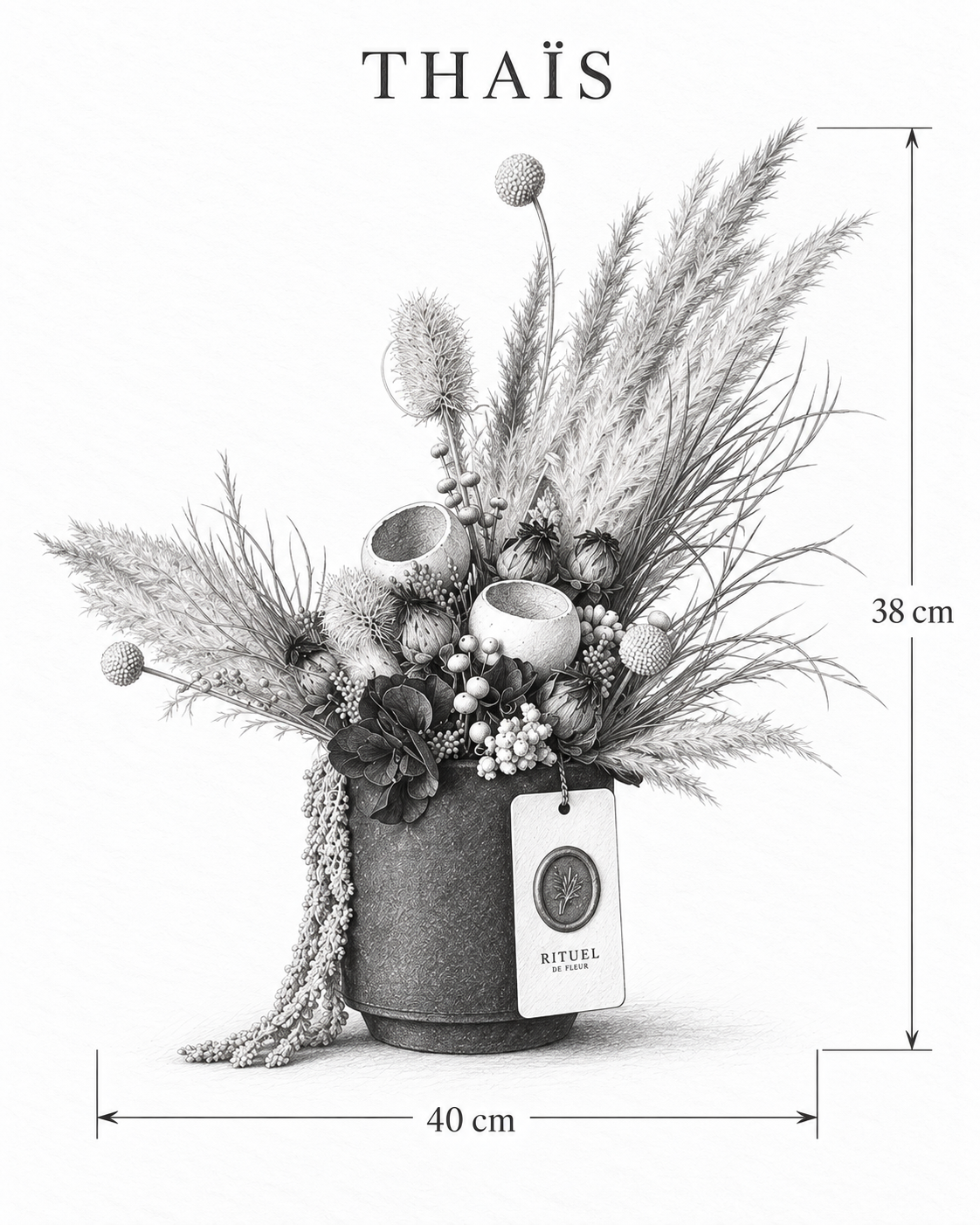 THAÏS — 40 cm genişlik, 38 cm yükseklik — ölçülü karakalem ürün çizimi