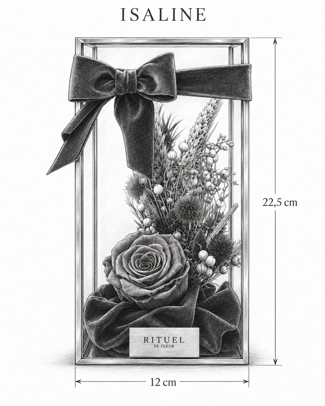 ISALINE — 12 cm genişlik, 22,5 cm yükseklik — ölçülü karakalem ürün çizimi